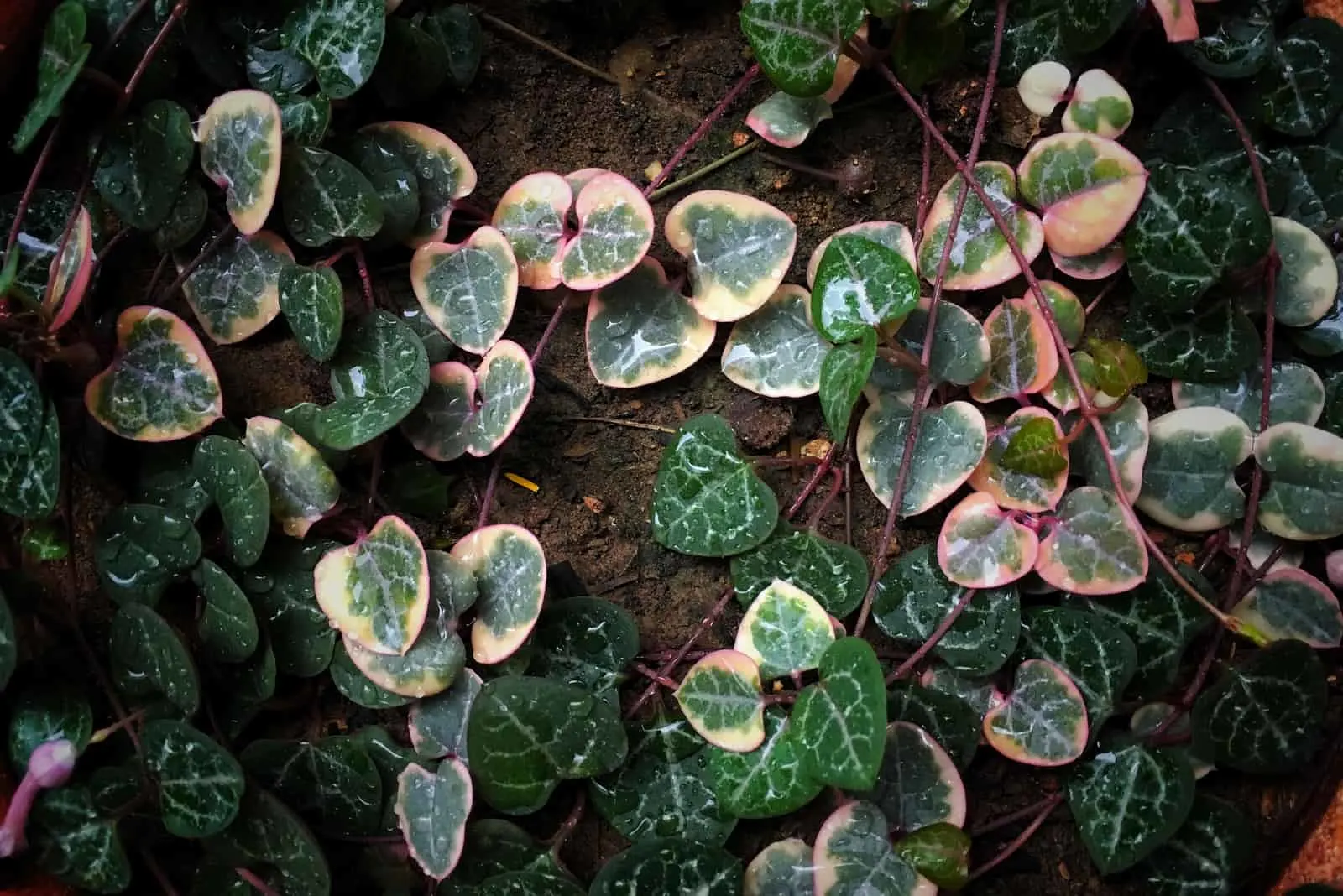 String Of Hearts plant.jpg