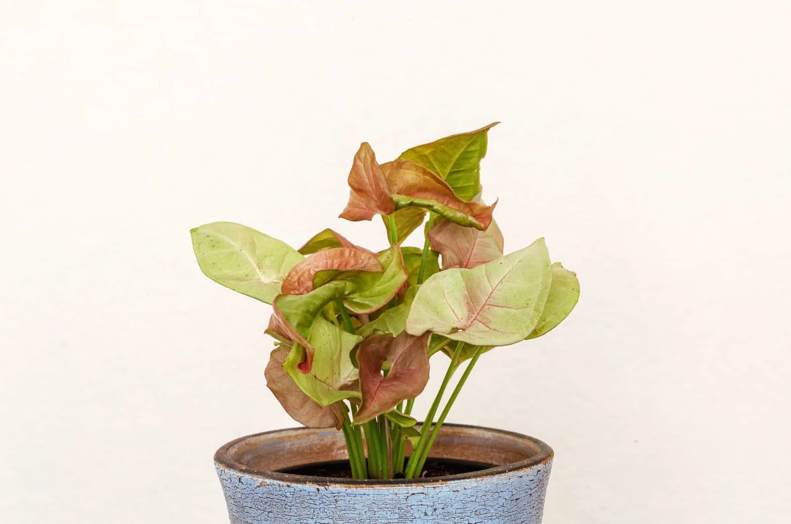 Syngonium Neon Robusta in pot with white background