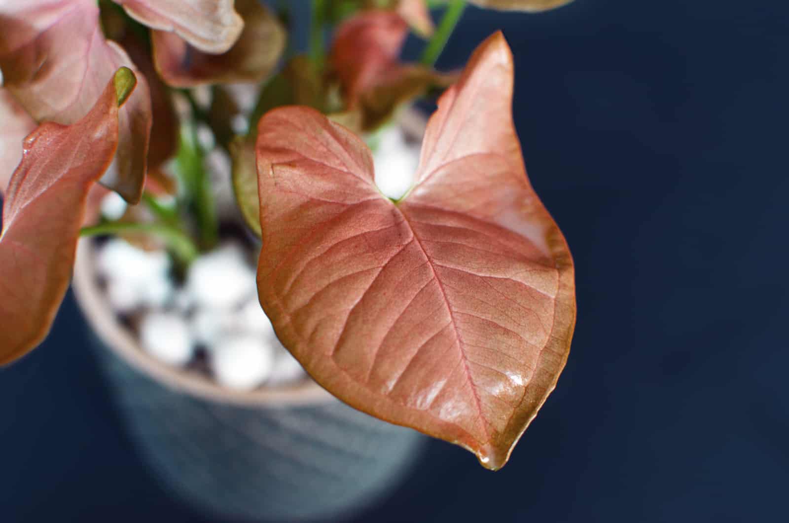 Syngonium Neon Robusta leaf