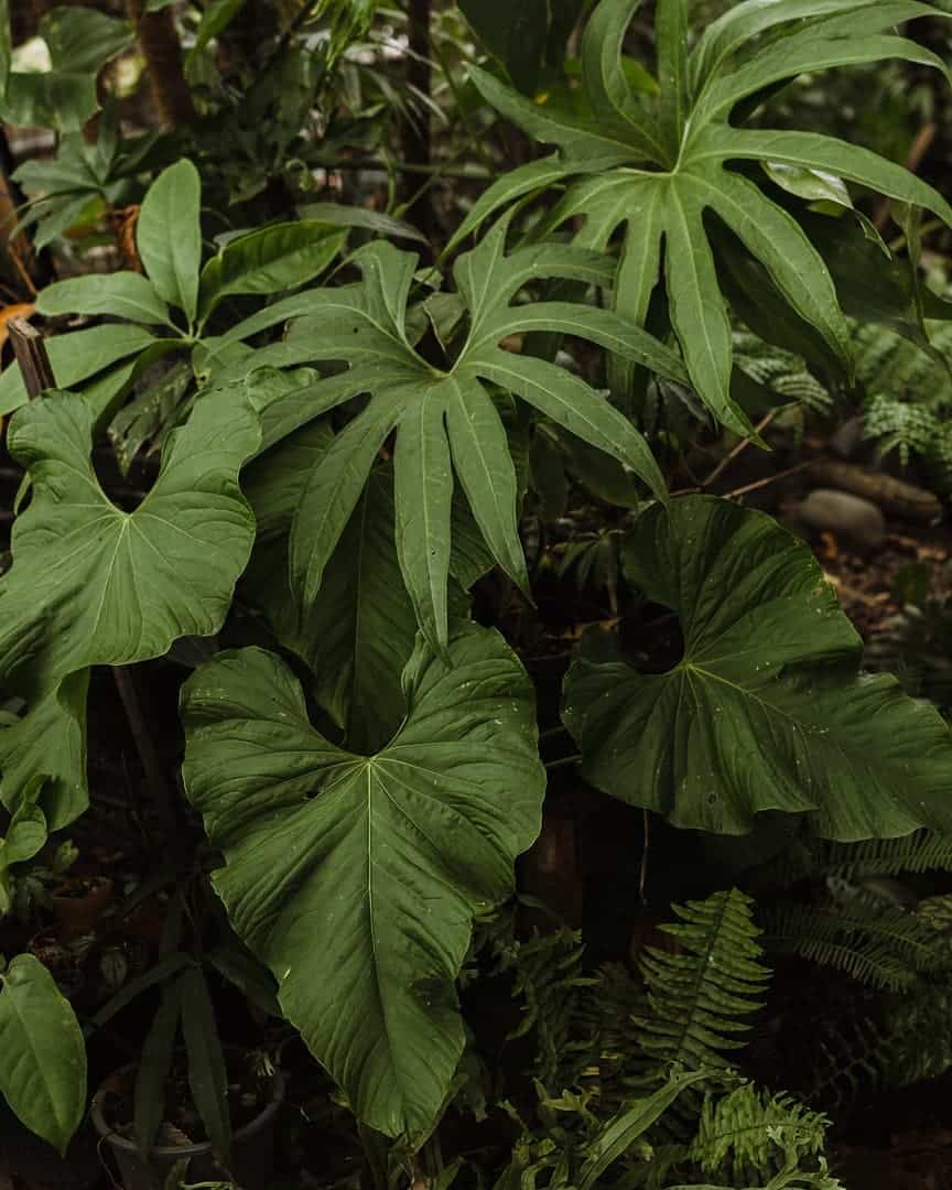 The Anthurium Balaoanum with big leaves