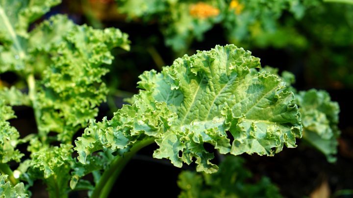 The Best Greenhouse Vegetables And Tips For Growing Them