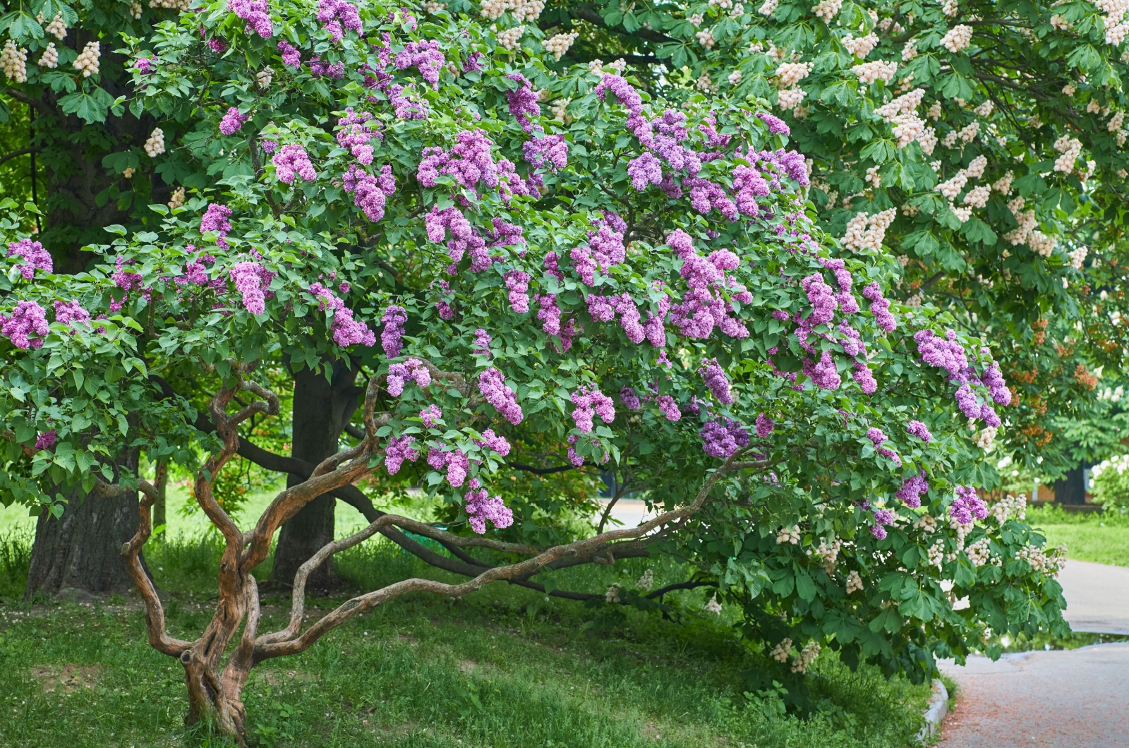 The Lilac bush