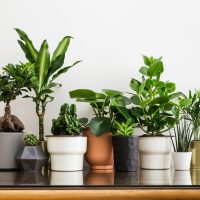 indoor plants in pots on table
