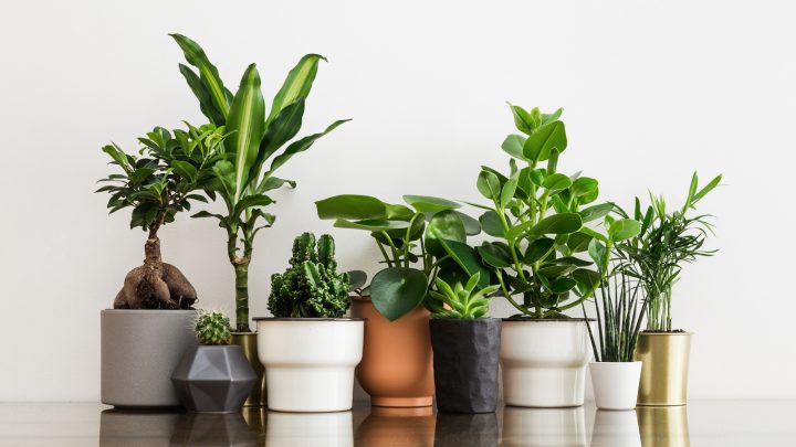 The Most Inspiring Indoor Plants Quotes And Sayings