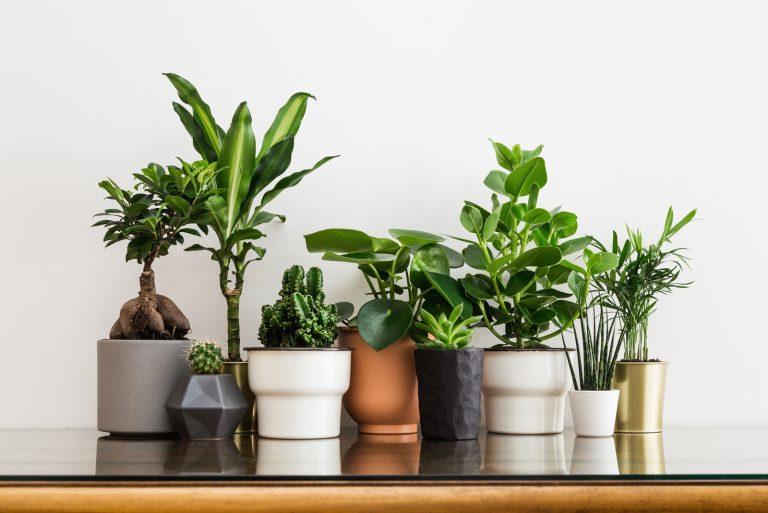 indoor plants in pots on table