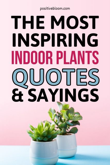 Short Indoor Plants Quotes For Instagram