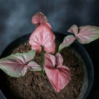 Syngonium Neon Robusta in dark light