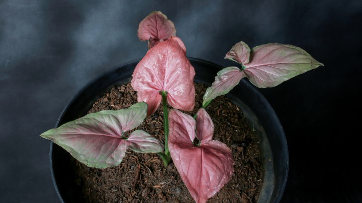 Think Pink: Complete Guide To A Syngonium Neon Robusta