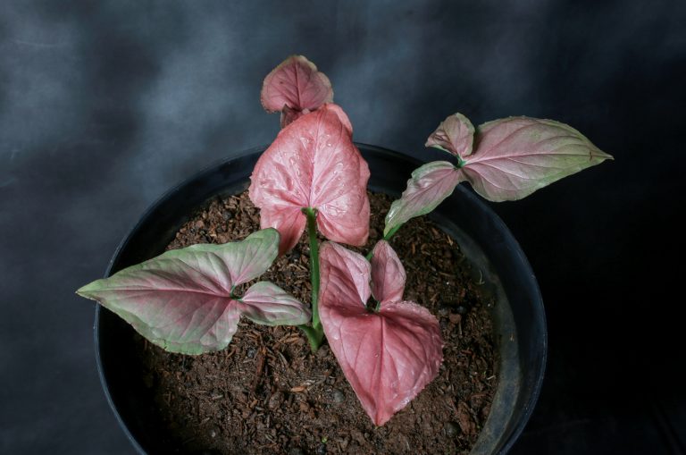 Syngonium Neon Robusta in dark light