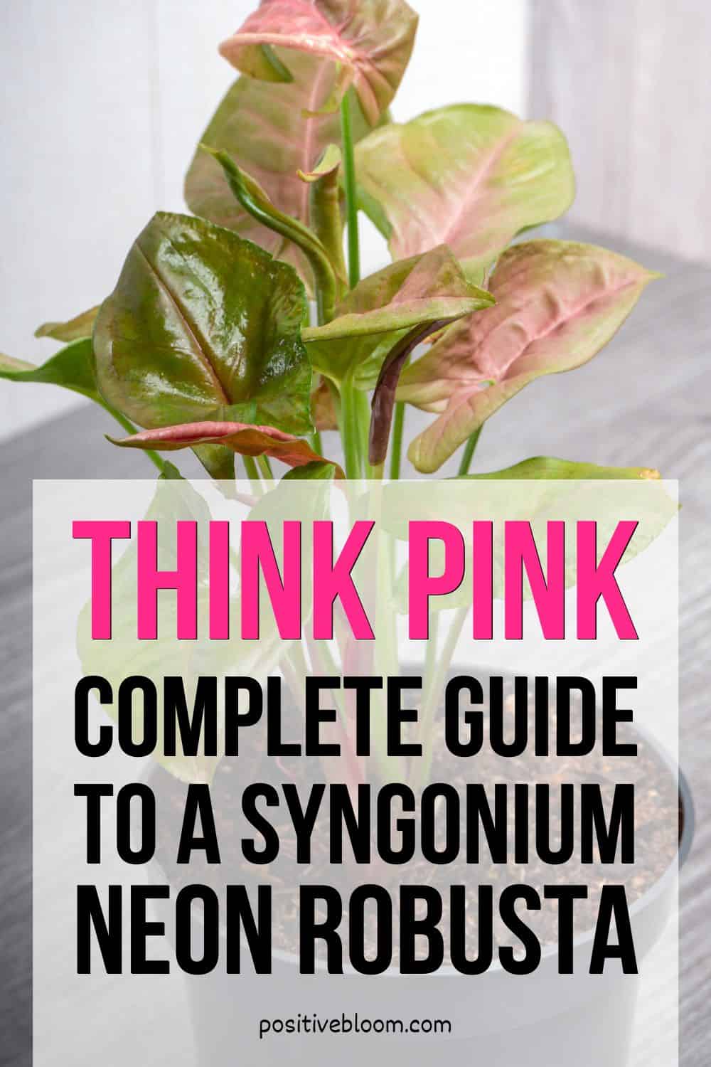 Think Pink Complete Guide To A Syngonium Neon Robusta Pinterest