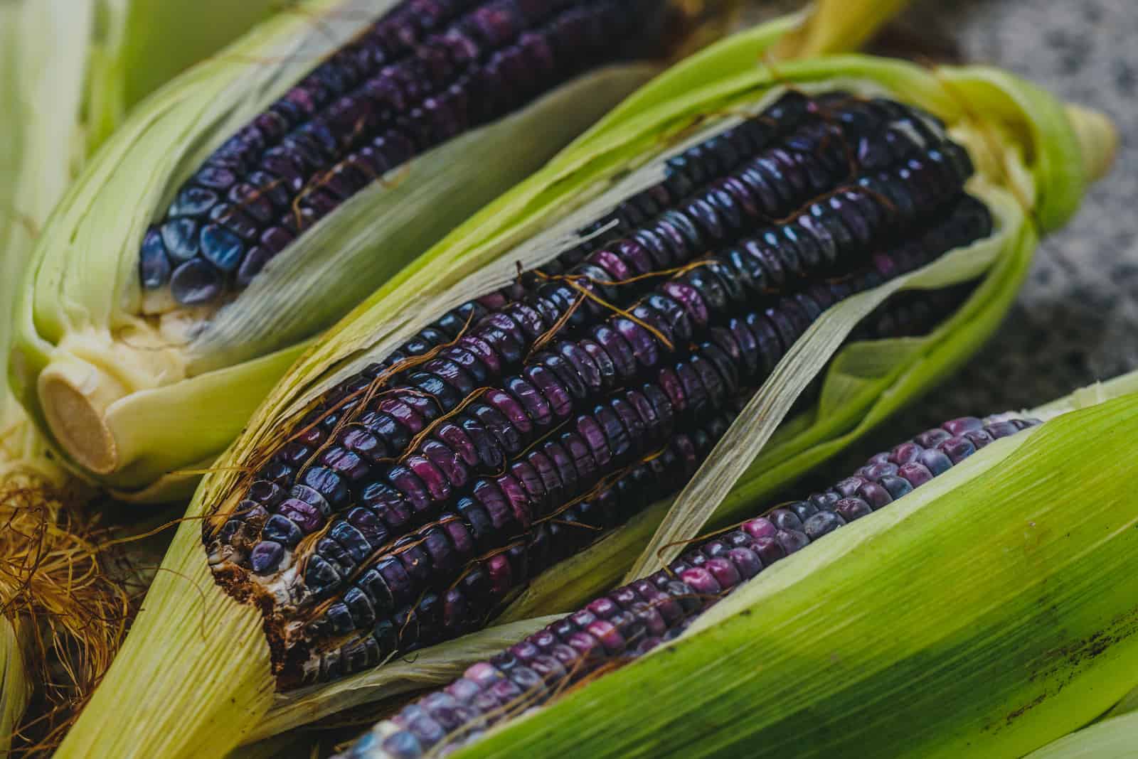 Three blue corn cob (maize) with green leaves