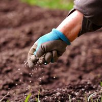 hand applying fertilizer