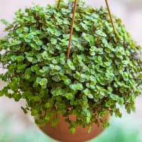 Turtle Vine in hanging pot