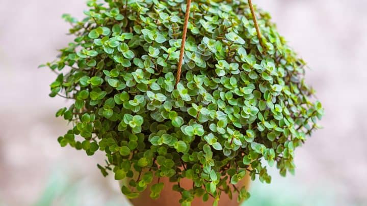 Turtle Vine aka Callisia Repens: How To Grow And Care For It