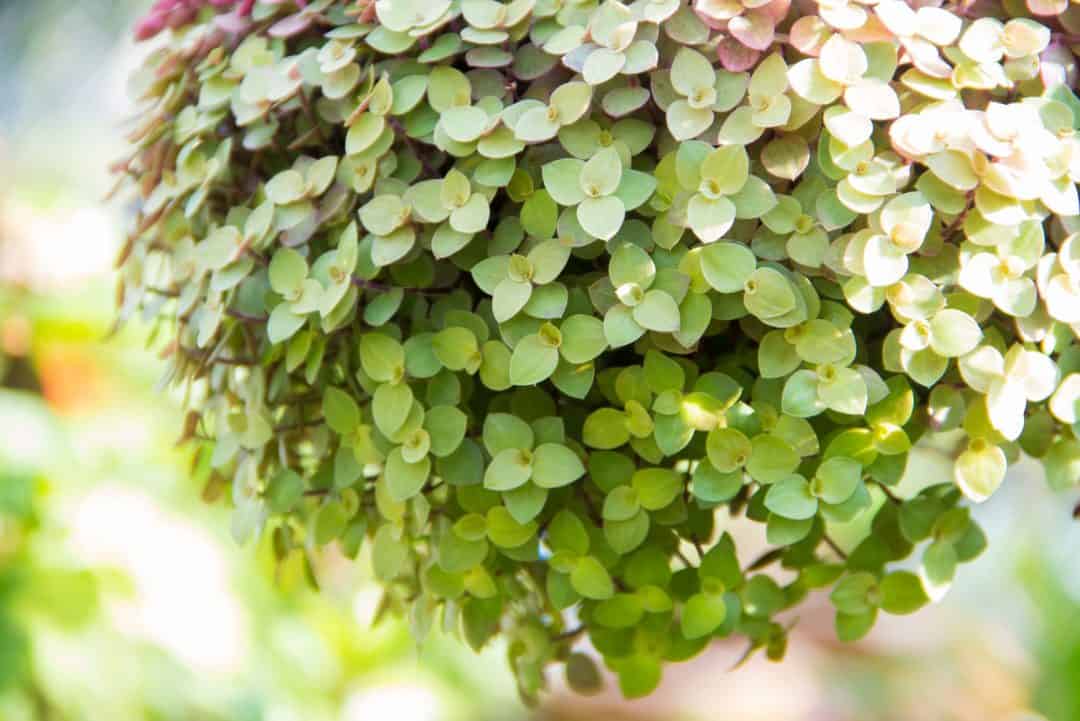 Turtle Vine aka Callisia Repens: How To Grow And Care For It