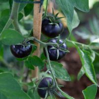 black tomatoes growing on the plant