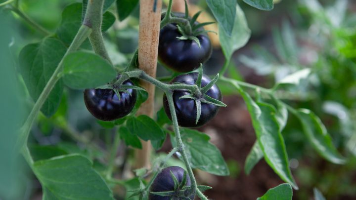 Want to Grow Gothic Garden? Plant These 12 Black Vegetables