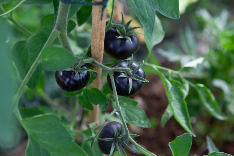 black tomatoes growing on the plant