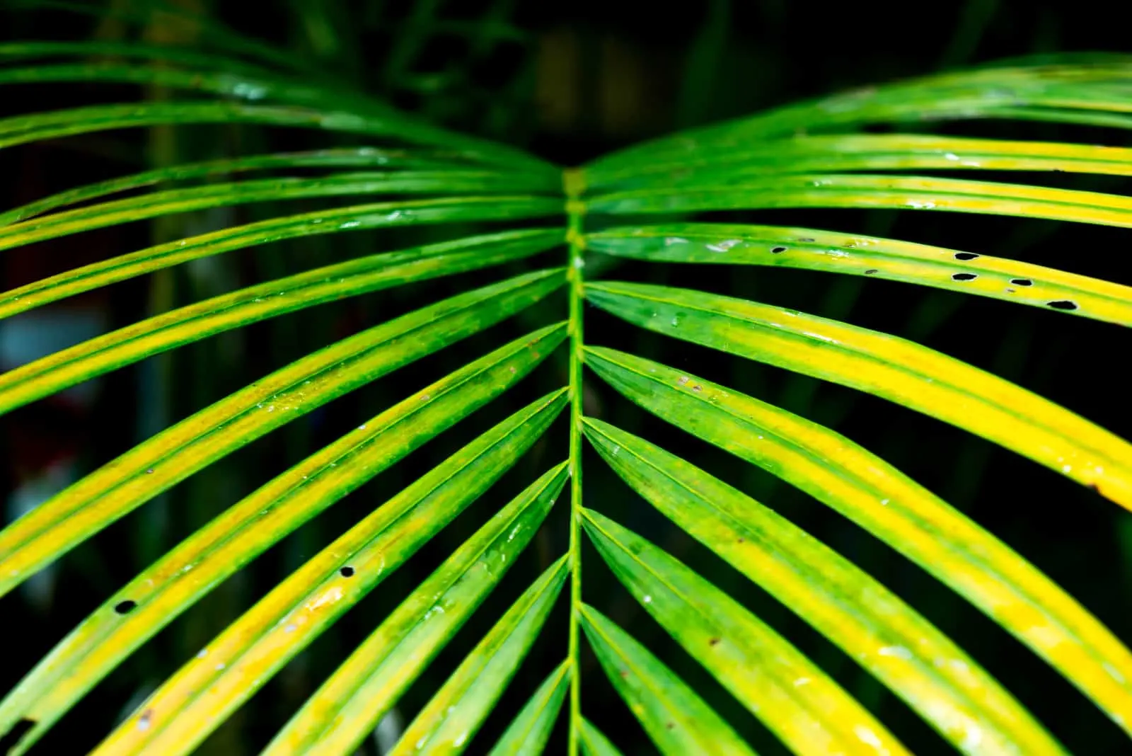 Wet Yellow Palm leaf pattern