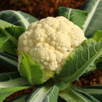 cauliflower in the garden