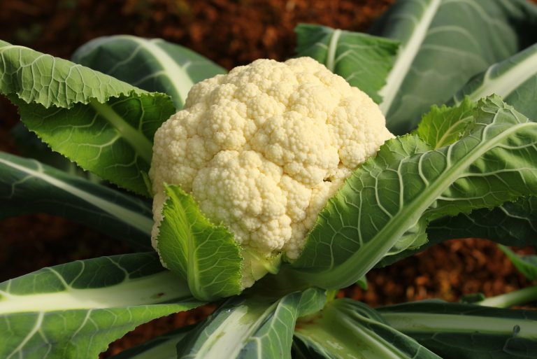 cauliflower in the garden