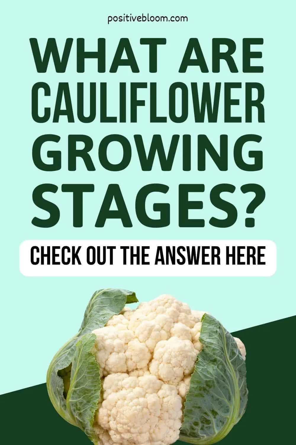 What Are Cauliflower Growing Stages Check Out The Answer Here Pinterest