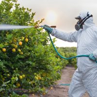 man spraying lemon trees with liquid fertilizer