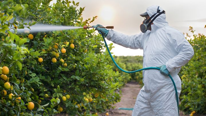 What Is The Best Lemon Tree Fertilizer? How And When To Apply It