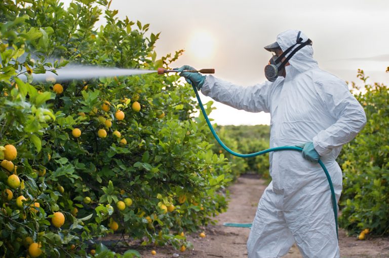 man spraying lemon trees with liquid fertilizer