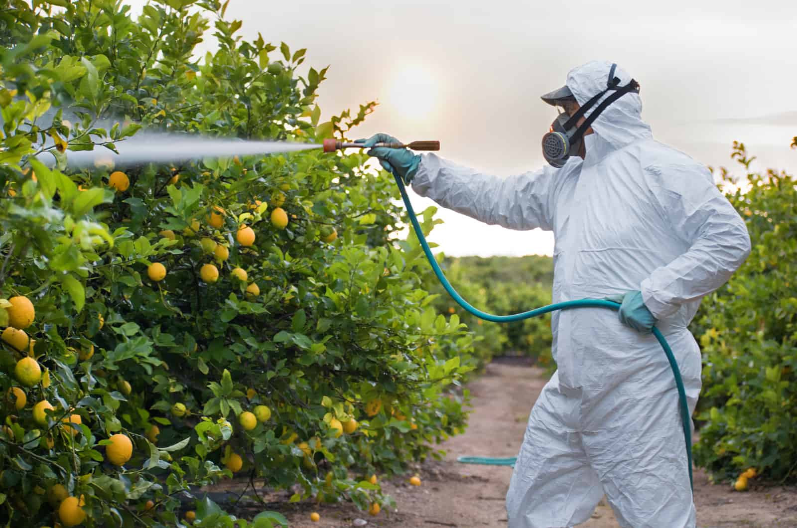 What Is The Best Lemon Tree Fertilizer? How And When To Apply It