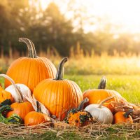 a set of yellow pumpkins in one place