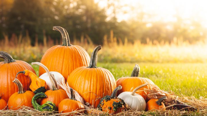 What To Expect During Different Pumpkin Growing Stages