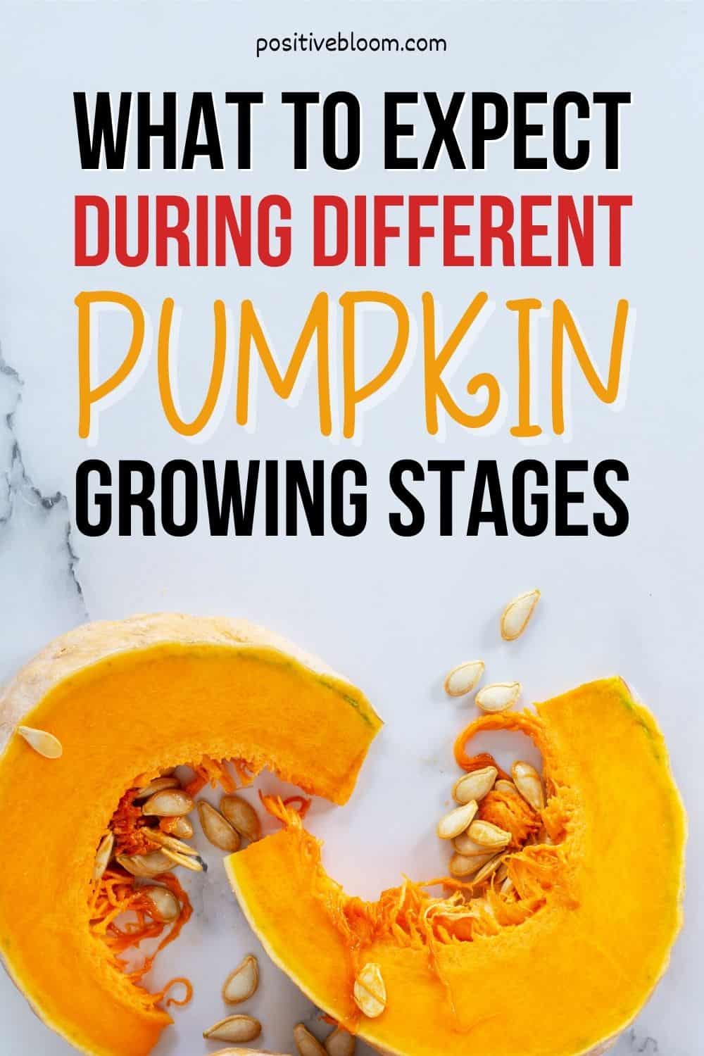 What To Expect During Different Pumpkin Growing Stages Pinterest