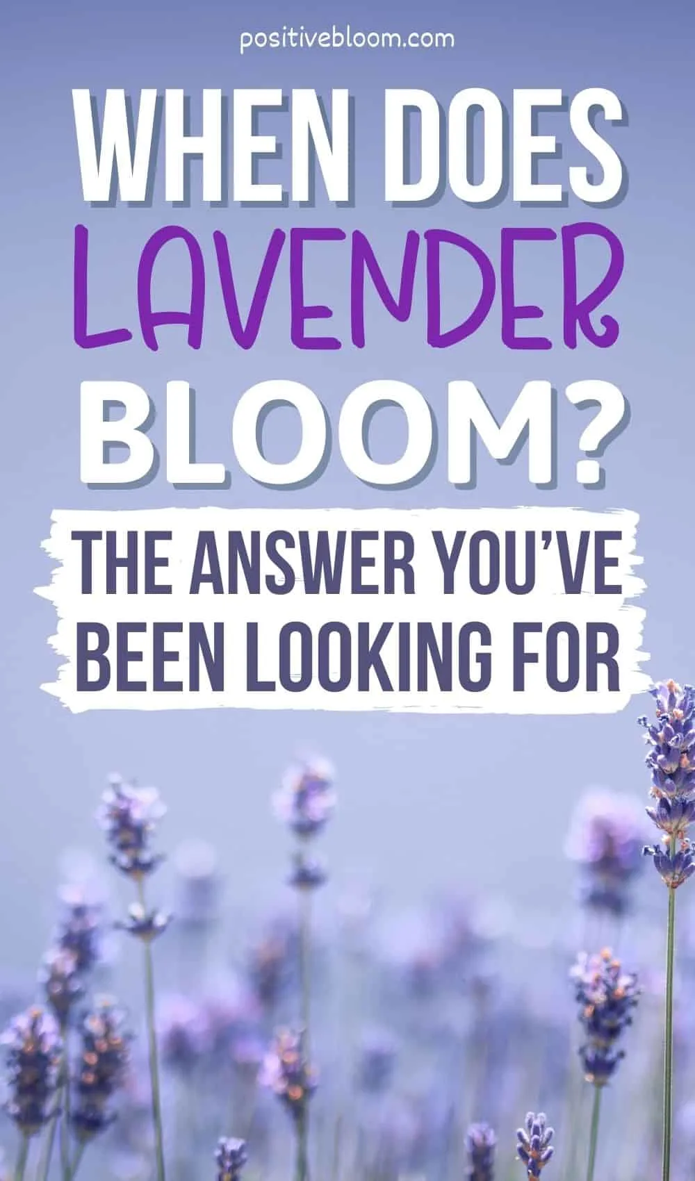 When Does Lavender Bloom The Answer You’ve Been Looking For