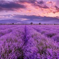 Lavender field