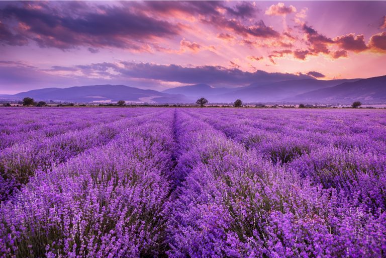 Lavender field