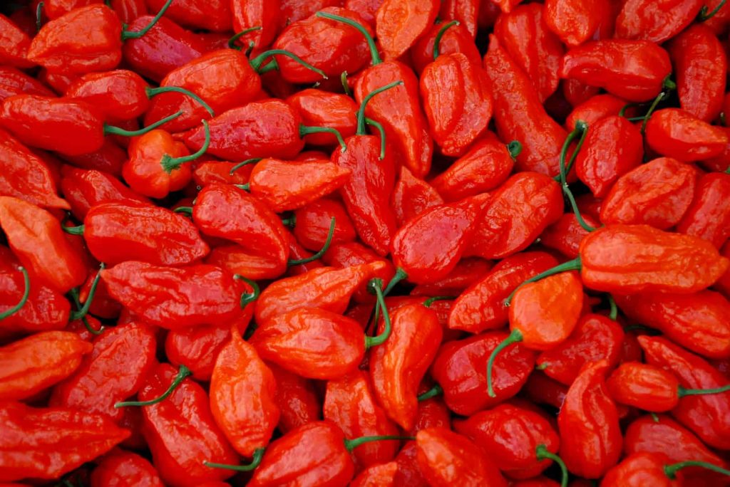 When To Pick Ghost Peppers And What To Do With Them