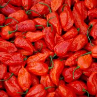 ghost peppers