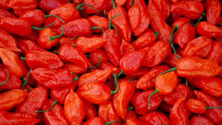 When To Pick Ghost Peppers And What To Do With Them