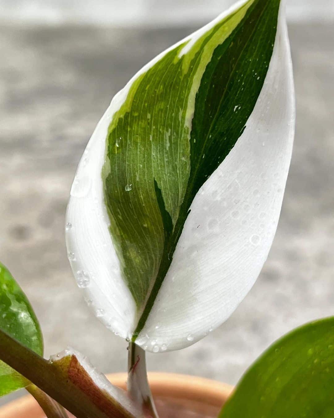 White Wizard leaf