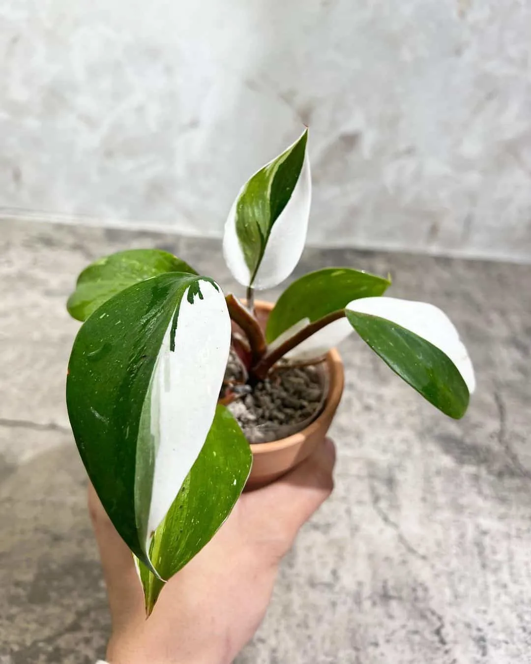 White Wizard plant in pot