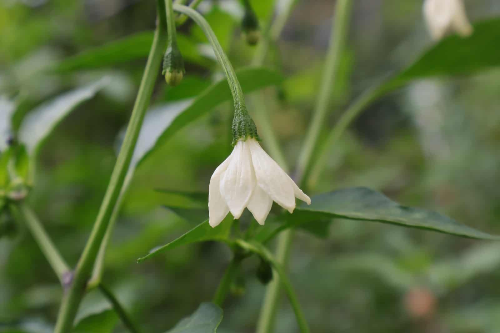 White flower of chili peppers hangs downwards from the stem