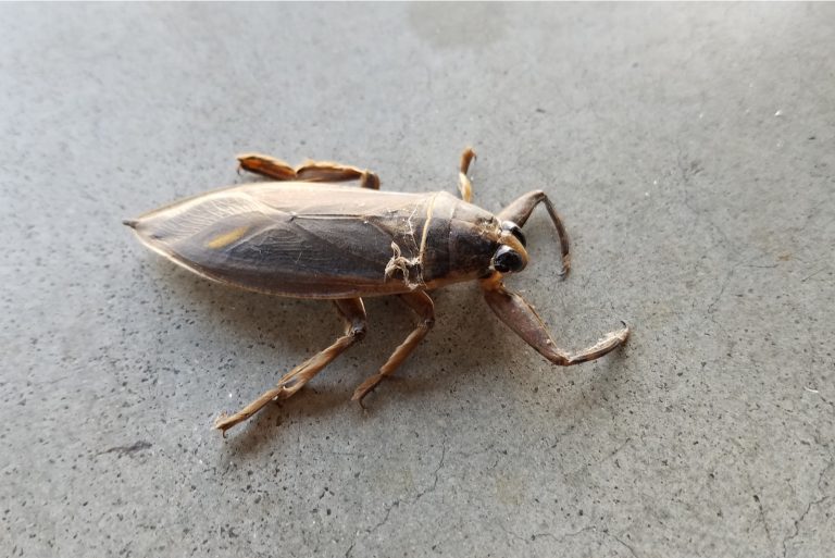 huge water bug