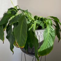 Peace Lily dying