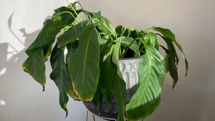 Why Is My Peace Lily Drooping? Find Out Causes And Solutions
