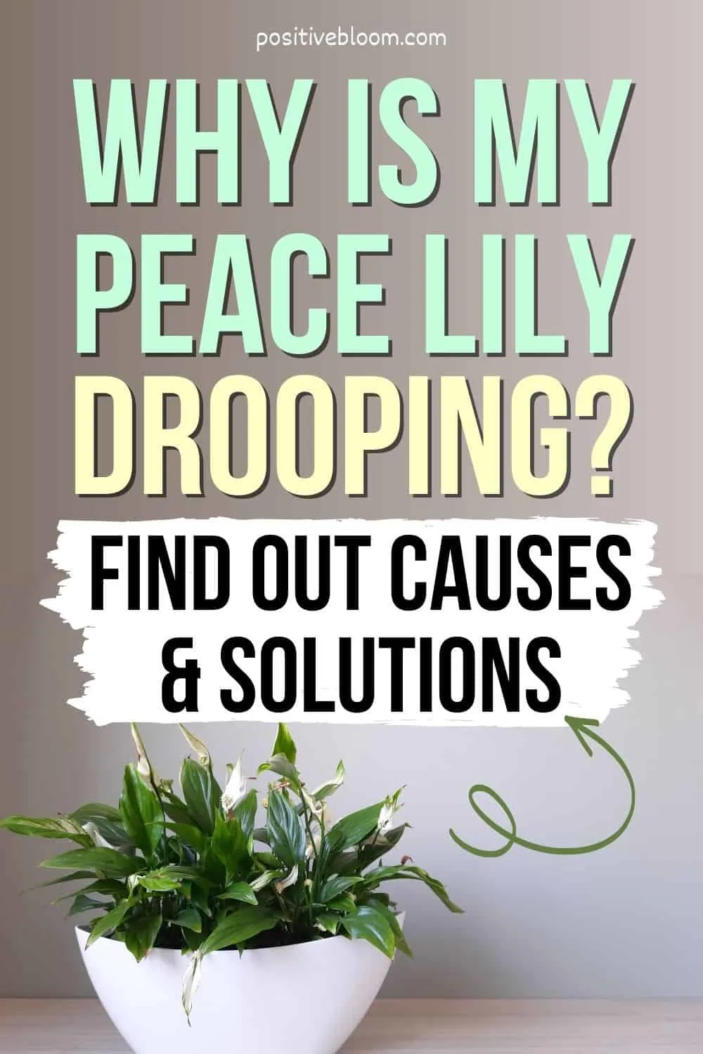 Why Is My Peace Lily Drooping Find Out Causes And Solutions Pinterest
