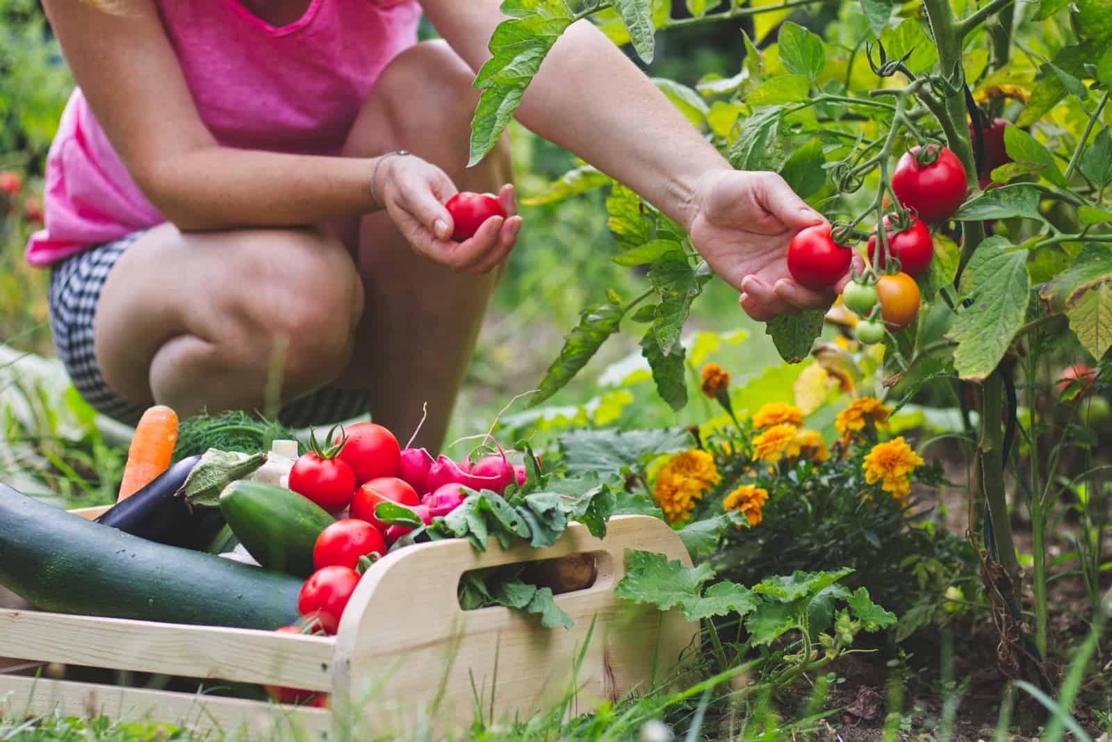 Woman harvesting fresh tomatoes in her organic garden