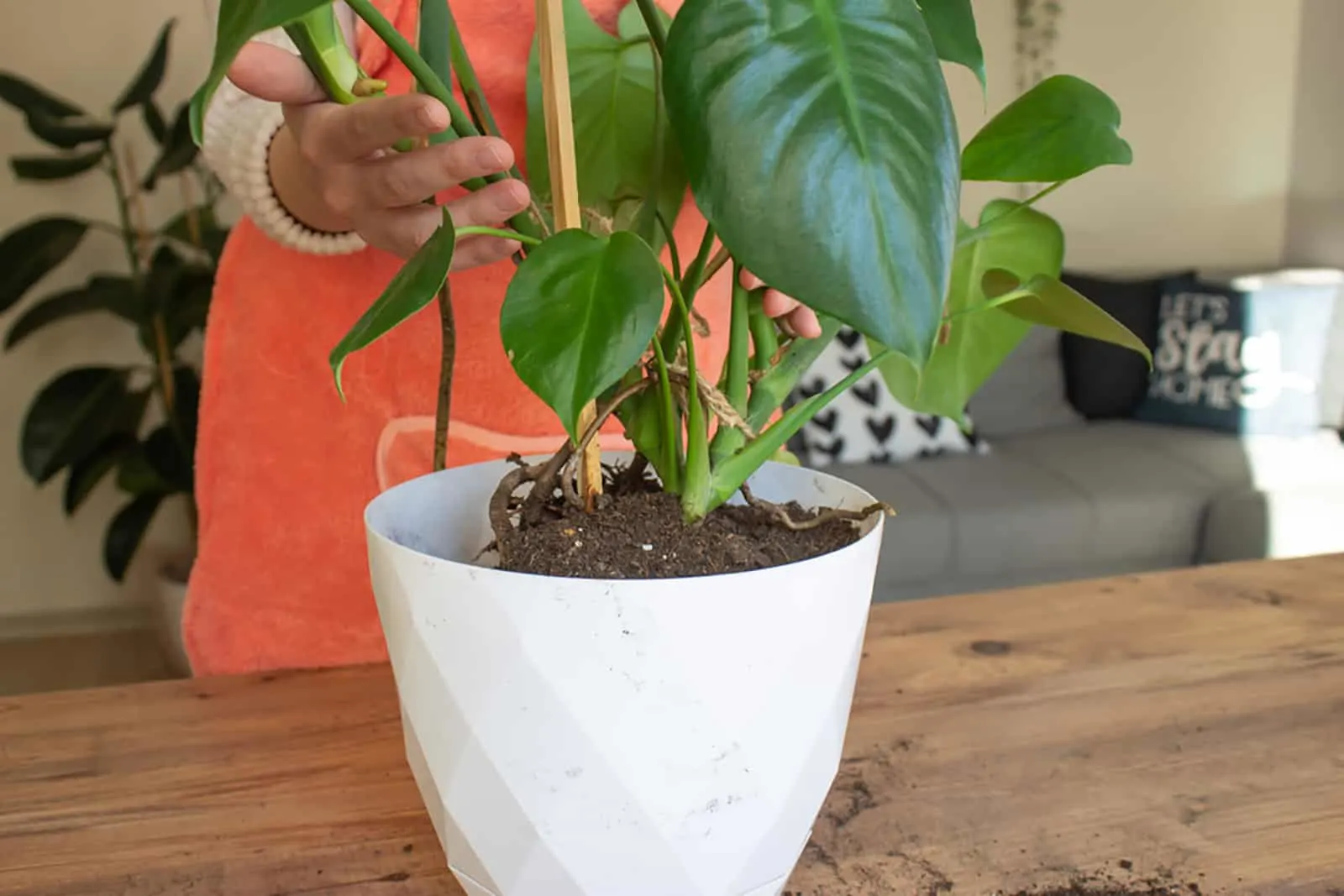 Woman taking care of home plant monstera