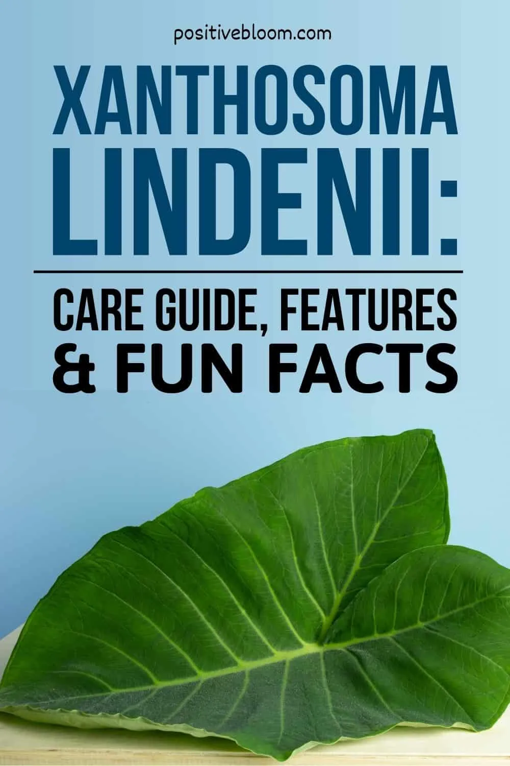 Xanthosoma Lindenii Care Guide, Features, And Fun Facts