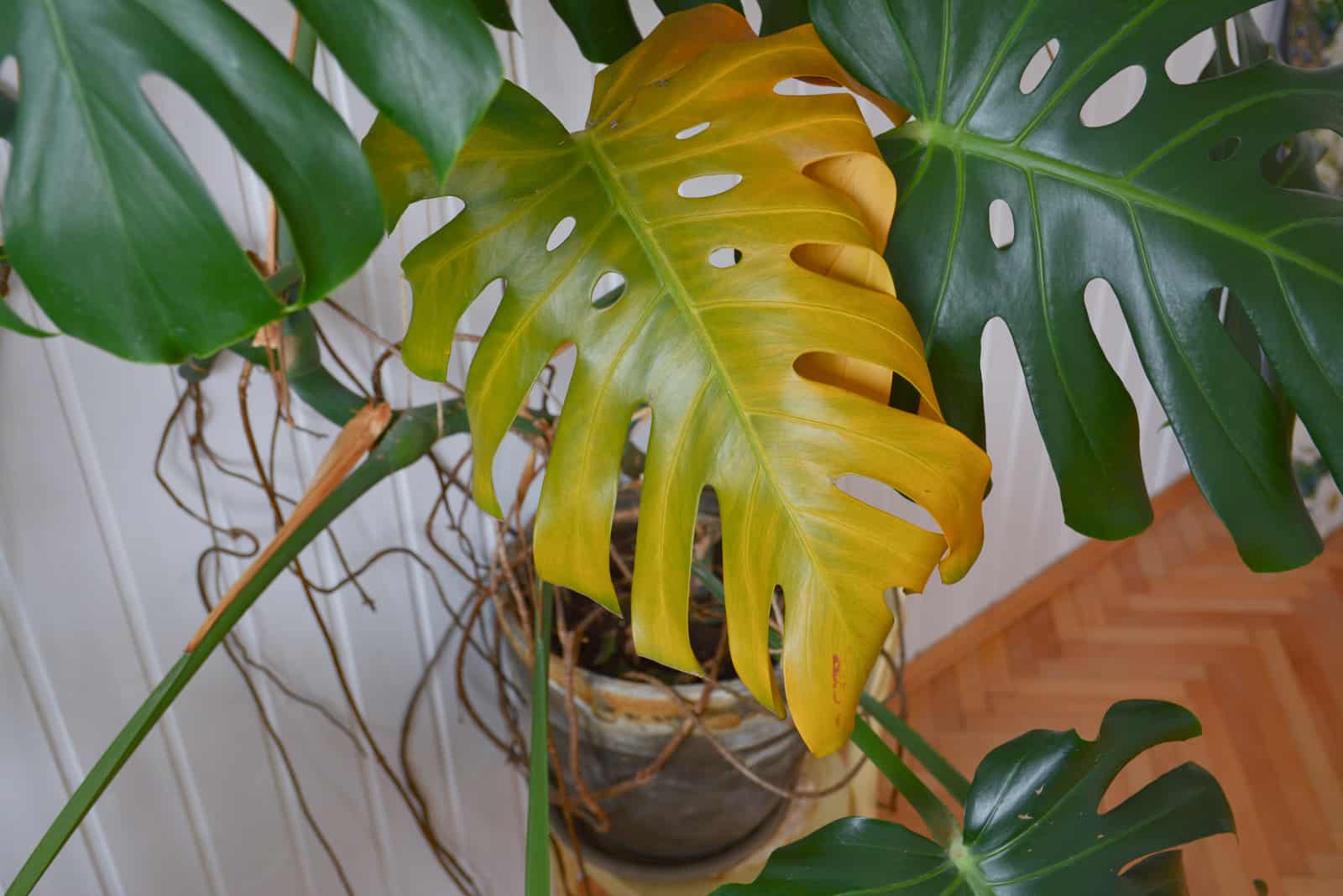 Yellow leaf on monstera green home plant